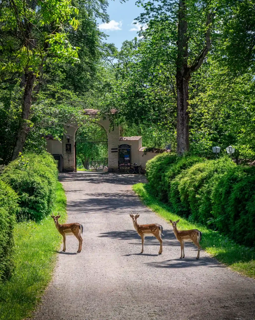 Tre rådjur har stannat till på en grusväg kantad av granhäck och vänder sig mot fotografen, i bakgrunden en murportal med järngrind in mot Tyresö slottspark.